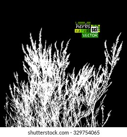 grass tracing. Vector