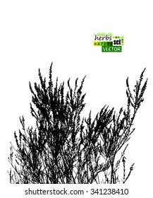 grass tracing. Vector