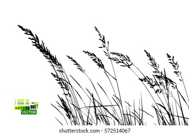 grass tracing. Vector