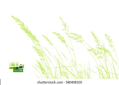 grass tracing. Vector