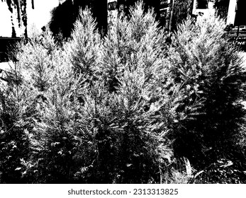 grass and tree in garden cafe and car care