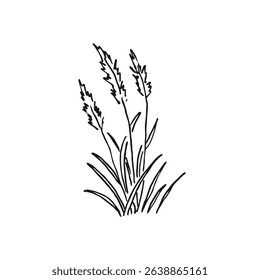 Grass, tufts greenery. Hand drawn vector illustration.