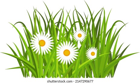 Grass, tulips and daises. Green flowering meadow. Spring and summer flowers. Flat vector illustration.