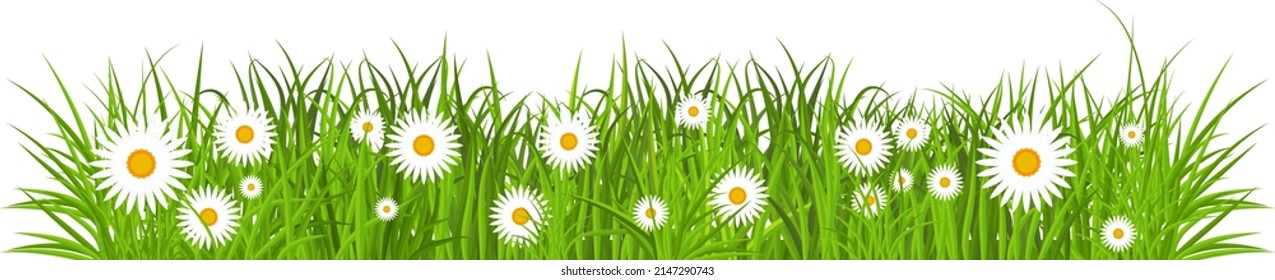 Grass, tulips and daises. Green flowering meadow. Spring and summer flowers. Flat vector illustration.