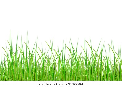 grass in vector