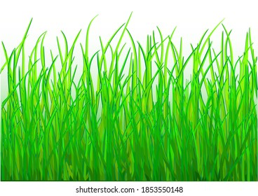 grass vector illustration. Close up of grass