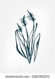 grass wild plant flower grass vector line art elegant isolated clip art isolated