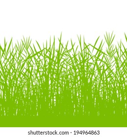 Grass, wild plants detailed silhouettes illustration background vector