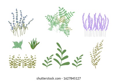 Grasses and flowers meadow, simple, weedy. Vector flat cartoon illustration. Concept: plants in the regions, useful properties of herbs, nature, natural, spring, garden, blooming flowers.