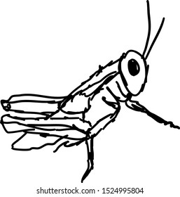 Grasshoper-Zeichnung, Illustration, Vektorgrafik auf weißem Hintergrund.