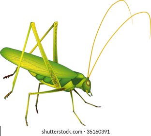 grasshopper