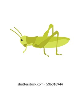 Grasshopper