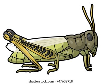 Grasshopper