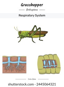 Grasshopper Anatomía y cuerpo Ilustración del sistema respiratorio para contenido educativo, enseñanza, presentación