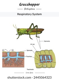 Grasshopper Anatomía y cuerpo Ilustración del sistema respiratorio con texto para contenido educativo, enseñanza, presentación