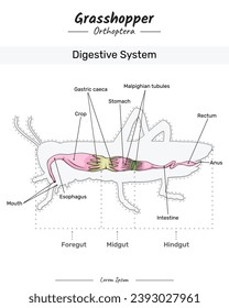 Grasshopper anatomy. diagram showing the Digestive system of a Grasshopper. for educational content, teaching, presentation. with a simple design