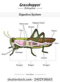 Grasshopper anatomy. diagram showing the Digestive system of a Grasshopper with insect body. for educational content, teaching, presentation. with a simple design