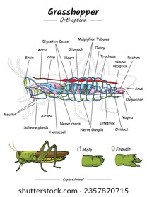 Grasshopper anatomy. diagram showing the parts of a Grasshopper 
for educational content, teaching, presentation. with a simple design