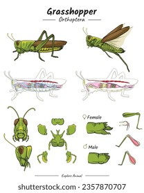 Grasshopper with anatomy package. set of Grasshopper anatomy.