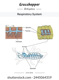 Heuschrecke Anatomie Atmungssystem Illustration mit Text für pädagogische Inhalte, Lehre, Präsentation