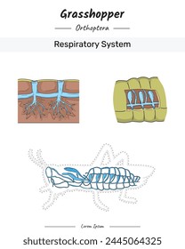 Grasshopper Anatomía Ilustración del sistema respiratorio para contenido educativo, enseñanza, presentación