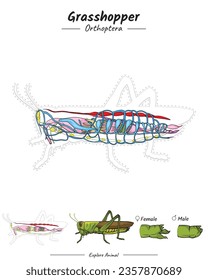 Grasshopper anatomy template. diagram showing the parts of a Grasshopper for educational content, teaching, presentation. with a simple design