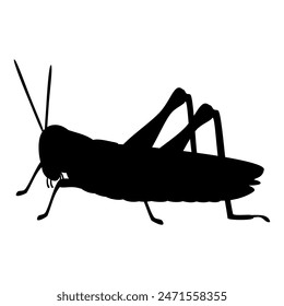 Grasshopper animal silhouette. Vector image