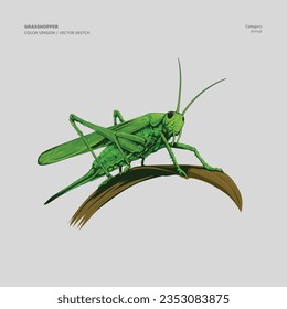 GRASSHOPPER ARTHROPODA CAELIFERA INSECT VECTOR