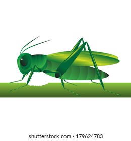 Grasshopper. Beautiful insect of green color on a stalk on a white background.