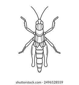 grasshopper black and white vector illustration.  mantis or cricket, insect concept, thin line symbol on white background 