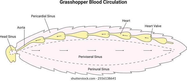 Grasshopper Blood Circulation Science Design Vector Illustration Diagram