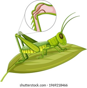 Grasshopper body close up isolated on white background illustration