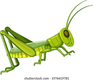 Grasshopper body close up isolated on white background illustration