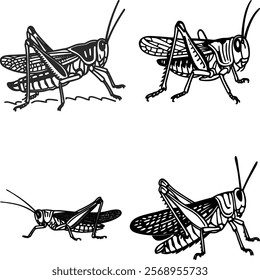 Grasshopper bundle line art and illustrator eps