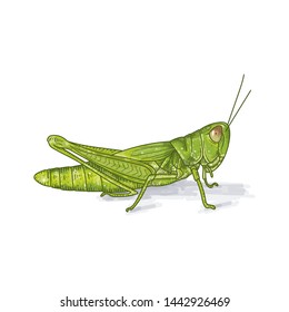 Grasshopper Color Green Vector Illustration On Stock Vector Royalty Free Shutterstock