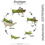 Grasshopper Cycle Infographic Diagram showing different phases and development stages including newborn cub adolescent and adult Grasshopper for biology science education