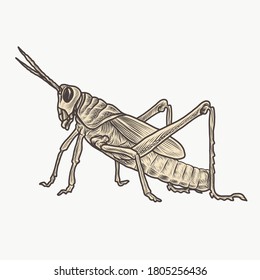 grasshopper detailed handdrawn vintage vector illustration