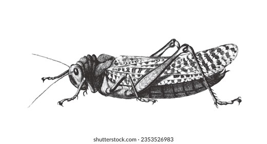 Grasshopper. Doodle sketch. Vintage vector illustration.