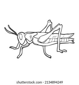 Grasshopper doodle in vector. Line sketch of insect