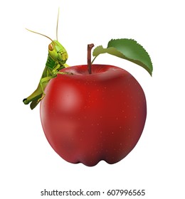 Grasshopper eating apple isolated on white background, vector illustration.