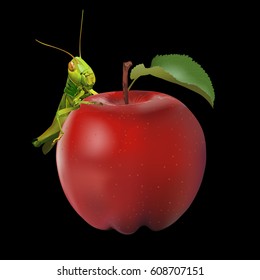 Grasshopper eating apple isolated on black background, vector illustration.