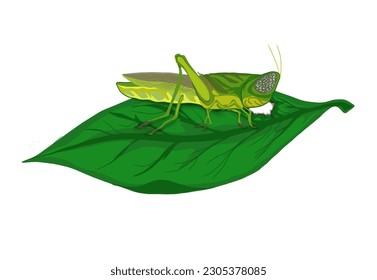 grasshopper eating leaves on white background