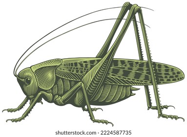 Grasshopper. Ilustración editable dibujada a mano. Grabado vectorial vintage. Aislado sobre fondo blanco. 8 pesos