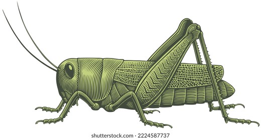 Grasshopper. Editable hand drawn illustration. Vector vintage engraving. Isolated on white background. 8 eps