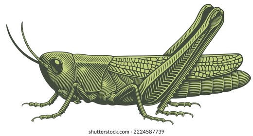 Grasshopper. Editable hand drawn illustration. Vector vintage engraving. Isolated on white background. 8 eps