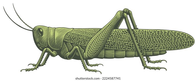 Grasshopper. Editable hand drawn illustration. Vector vintage engraving. Isolated on white background. 8 eps