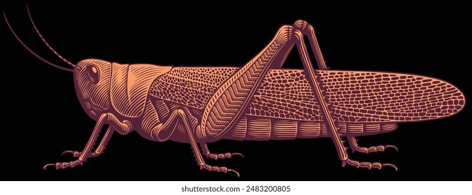 Grasshopper. Editable hand drawn illustration. Vector vintage engraving. Isolated on black background. 8 EPS