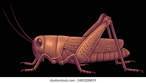 Grasshopper. Editable hand drawn illustration. Vector vintage engraving. Isolated on black background. 8 EPS