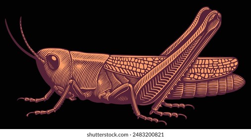 Grasshopper. Editable hand drawn illustration. Vector vintage engraving. Isolated on black background. 8 EPS