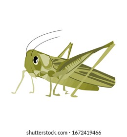 Grasshopper Flat Design White Background Illustration Stock Vector 